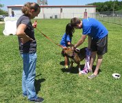 IMG 1343  "Bronco", League City Animal Shelter, League City, TX
