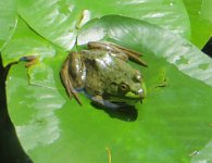 IMG 0010  Green Frog, Wild Gardens of Acadia, Acadia NP