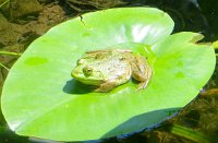IMG 0011  Green Frog, Wild Gardens of Acadia, Acadia NP