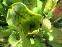 IMG 0015  Pitcher Plant, Wild Gardens of Acadia, Acadia NP