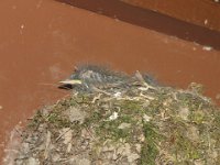 IMG 4608  Baby Birds at Wild Gardens of Acadia, Acadia NP