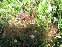 IMG 4616  Sundew, Wild Gardens of Acadia, Acadia NP