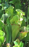 IMG 4617  Pitcher Plant, Wild Gardens of Acadia, Acadia NP