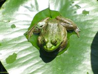 IMG 4621  Green Frog, Wild Gardens of Acadia, Acadia NP
