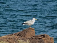 IMG 4691  Gull, Thunder Hole, Acadia, NP