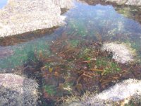 IMG 4864  Tidal Pools, Schoodic Point, Acadia NP