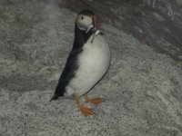 IMG 4536  Atlantic Puffin, Maine State Museum, Augusta ME