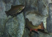 IMG 4501  Eastern Brook Trout and Rainbow Trout at LL Bean Flagship store, Freeport, ME