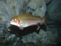 IMG 4506  Rainbow Trout at LL Bean Flagship store, Freeport, ME