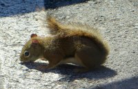 IMG 0056  Squirrel, Fundy National Park