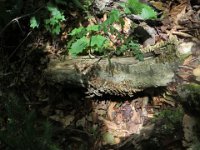 IMG 0126  fungus, Fundy National Park