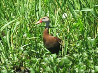 IMG 8940  Black Bellied Whistling Duck, Wallisville Lake Project, Wallisville, TX