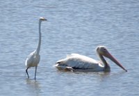 IMG 8962  Great Egret and Pelican, Wallisville Lake Project, Wallisville, TX