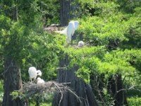 IMG 8993  Egrets, Wallisville Lake Project Rookery, Wallisville, TX