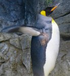 IMG_6841 King Penguin, Aquarium Pyramid, Moody Gardens, Galveston, TX