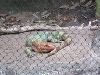 IMG_7186 Iguana, Rainforest Pyramid, Moody Gardens, Galveston, TX