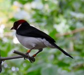 IMG_7193 Red Headed Woodpecker, Rainforest Pyramid, Moody Gardens, Galveston, TX