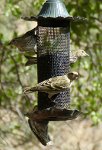 IMG_1961 Pine Siskins, Davis Mountains State Park, Fort Davis, TX