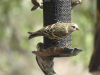 IMG_1963 Pine Siskin, Davis Mountains State Park, Fort Davis, TX