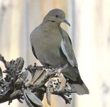 IMG_1965 Mourning Dove, Davis Mountains State Park, Fort Davis, TX