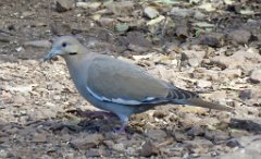 IMG_1966 Mourning Dove, Davis Mountains State Park, Fort Davis, TX