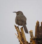 IMG_2338 Curved Beaked Thrasher, Saguaro National Park