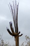 IMG_2342 Saguaro Skeleton, Saguaro National Park