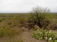 IMG_2345 Sonoran Desert, Saguaro National Park