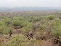 IMG_2348 Cactus forest, Saguaro National Park