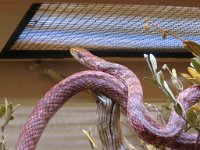 IMG_2411 Coachwhip, Arizona Sonora Desert Museum, Tucson, AZ