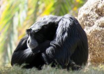 IMG_3215 Siamang, Phoenix Zoo, AZ