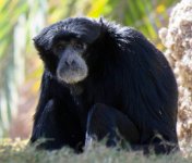 IMG_3218 Siamang, Phoenix Zoo, AZ