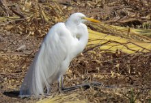 IMG_3227 Heron, Phoenix Zoo, AZ