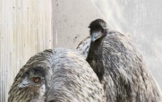 IMG_3228 Emus, Phoenix Zoo, AZ