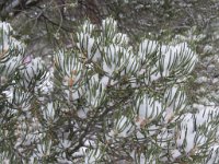 IMG_3722 Snow in the pine needles, South Rim, Grand Canyon National Park