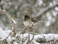 IMG_3732 Dark Eyed Junco, South Rim, Grand Canyon National Park