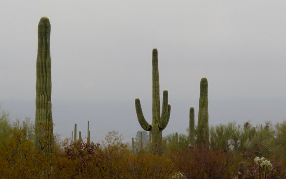 Day04-Saguaro