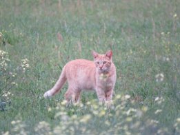 IMG_1408 Colony of Feral cats in Live Oak, FL