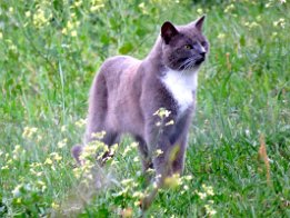 IMG_1599 Colony of Feral cats in Live Oak, FL