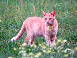 IMG_1600 Colony of Feral cats in Live Oak, FL