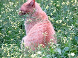 IMG_1607 Colony of Feral cats in Live Oak, FL