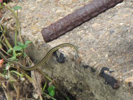 IMG_5798 Snake at Louisana Welcome Center