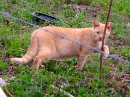 IMG_5935 Colony of Feral cats in Live Oak, FL