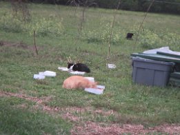 IMG_5960 Colony of Feral cats in Live Oak, FL