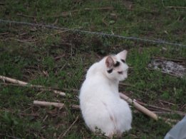 IMG_5968 Colony of Feral cats in Live Oak, FL