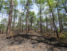 IMG_1483 Recently prescribed burned pine forest, Falling Waters State Park, FL