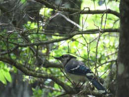 IMG_1486 Blue Jay, Falling Waters State Park, FL