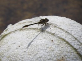 IMG_1519 Dragonfly, Falling Water State Park, FL