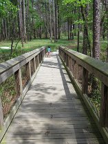 IMG_1586 Meganâs footsteps, Falling Waters State Park, FL