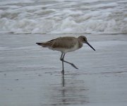 IMG 6277  Willet, Padre Island National Seashore